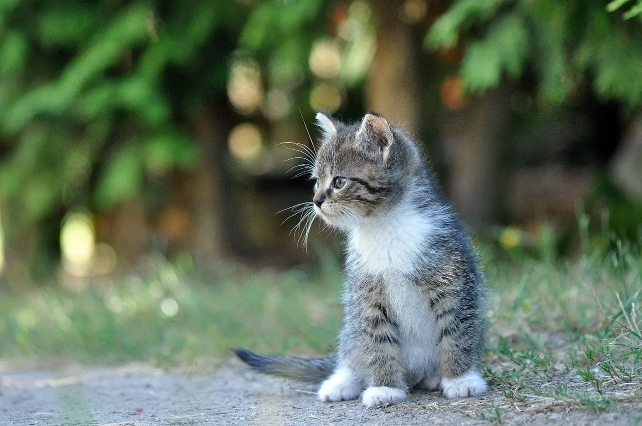 cat, kitten, outdoors-7365680.jpg