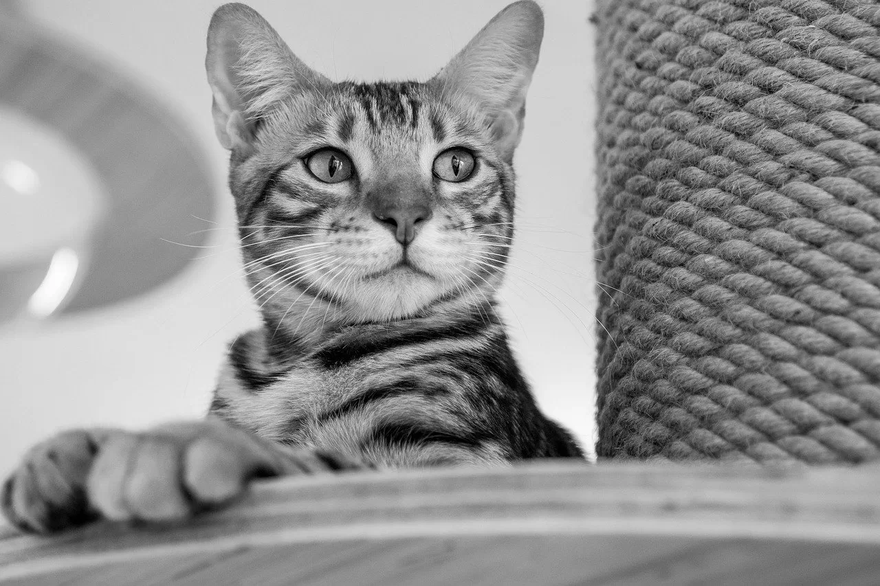 cat, feline, whiskers-7995231.jpg